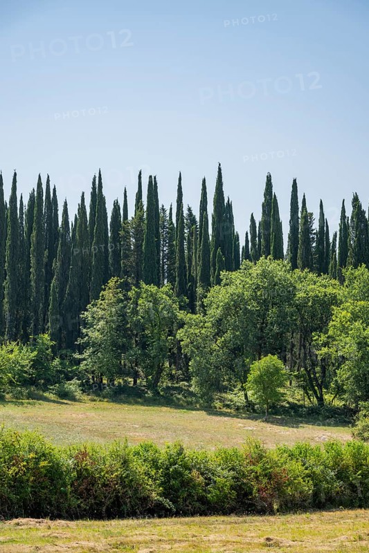 Cypress trees growing in the tuscan landscape, Chianti Region, Tuscany, Italy, Europe