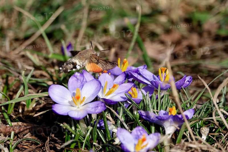 Dove's tail (Macroglossum stellatarum) and crocuses, February, Saxony, Germany, Europe
