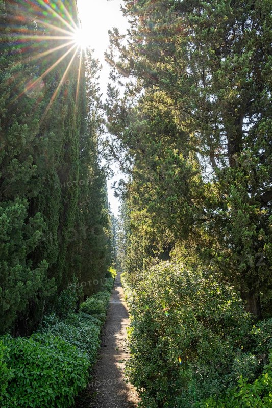 Cypress trees growing beside a little trail, Tuscan landscape, Chianti Region, Tuscany, Italy, Europe