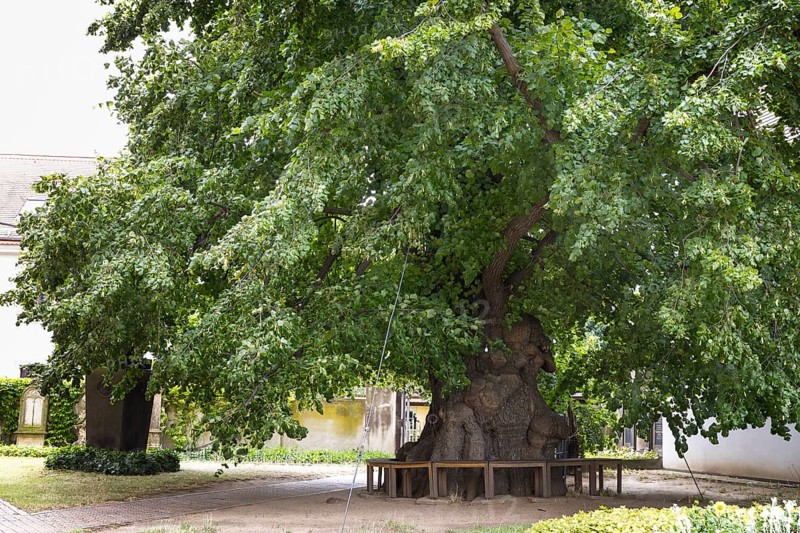 Very old summer lime tree (Tilia platyphyllos) in the churchyard of the Emmaus Church in Kaditz, Kaditzer Lime tree is the oldest tree in Dresden, Saxony, Germany, Europe