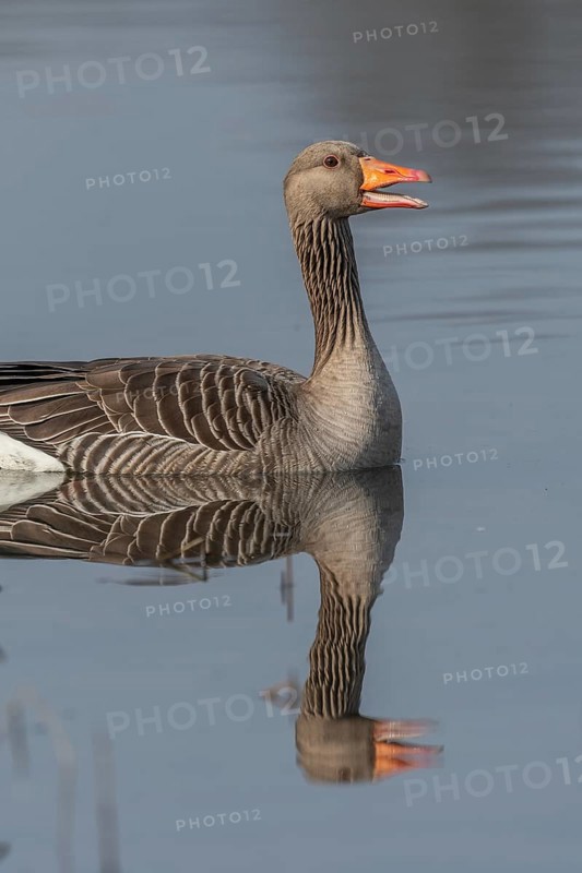 Greylag goose (Anser anser) swimming on a pond in a nature reserve. Lower Rhine, Alsace, France, Europe