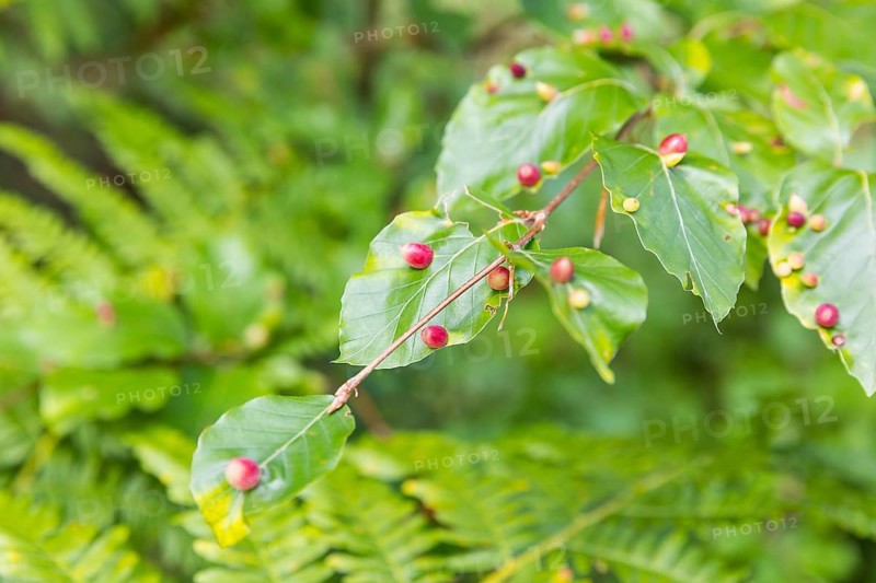 Leaves of beech (Fagus), infested by the beech gall midge (Mikiola fagi), a species of gall midge that lives exclusively on beech, Saxon Switzerland, Saxony, Germany, Europe