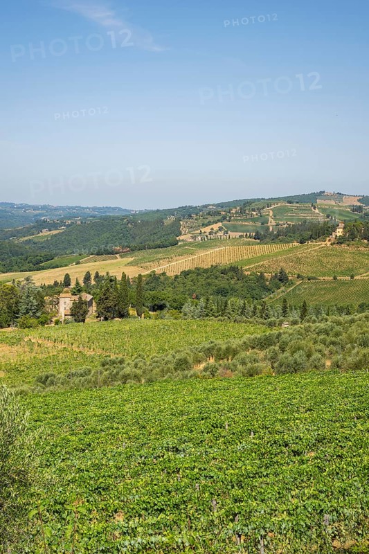 Tuscan landscape, country estate with vineyards, forests, olive trees and cypresses in Chianti, Chianti Region, Tuscany, Italy, Europe
