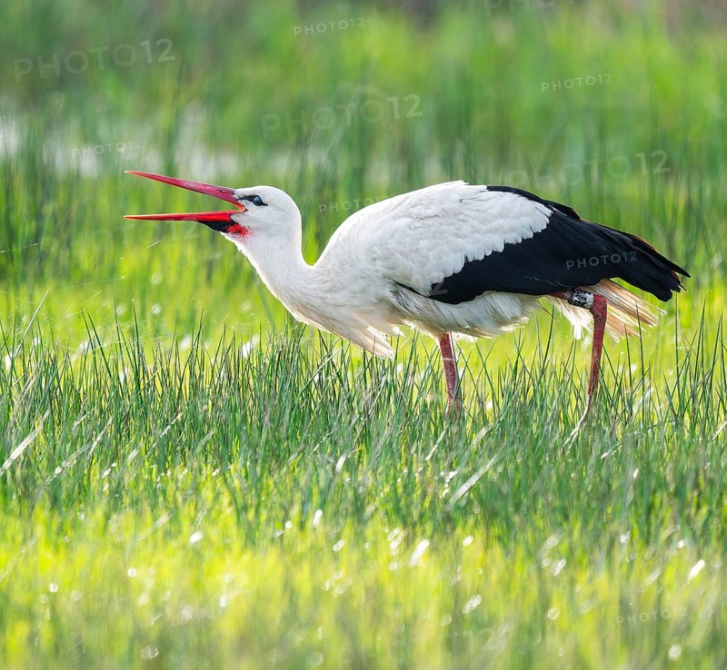 White stork (Ciconia ciconia) foraging in a meadow, spider threads on the grass, Lower Saxony, Germany, Europe