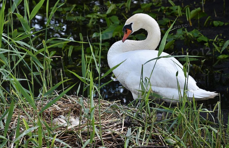 Mute swan (Cygnus olor) with eggs, clutch in nest