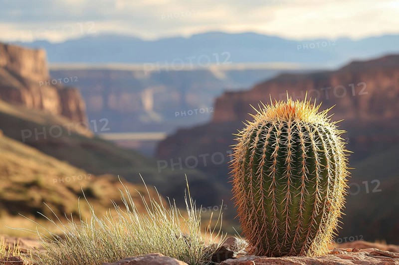 Cactus plant growing in canyon with copy space. Generative AI, AI generated