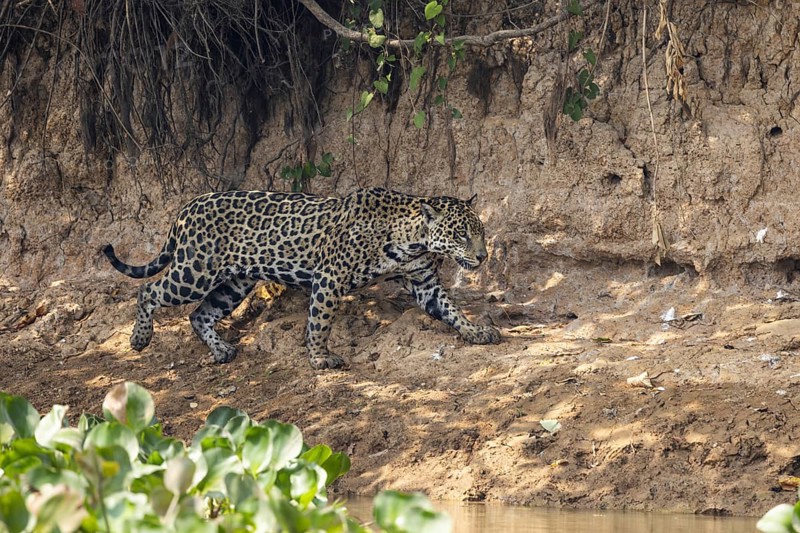 Jaguar (Panthera onca) on a steep bank, Pantanal, Brazil, South America