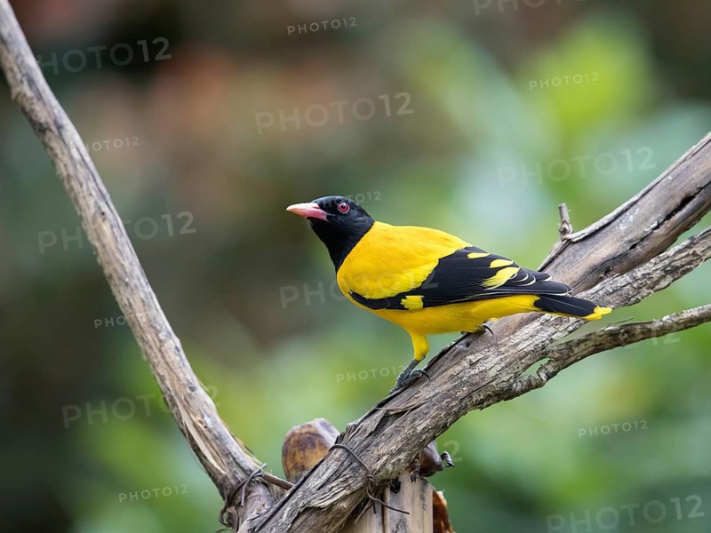 Black-headed oriole (Eurasian Golden Oriole xanthornus), Kaeng Krachan National Park, Thailand, Asia