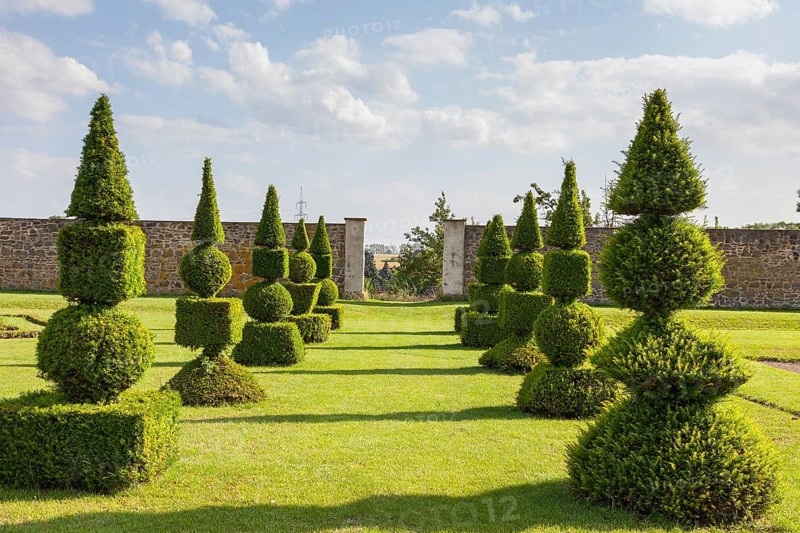 Boxwood cut into shapes in the baroque garden of Hundisburg Castle, Haldensleben, Saxony-Anhalt, Germany, Europe