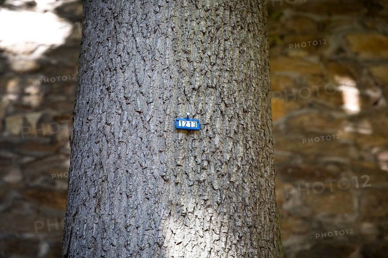 Number 1213 as a sign on a tree, Freiberg, Saxony, Germany, Europe