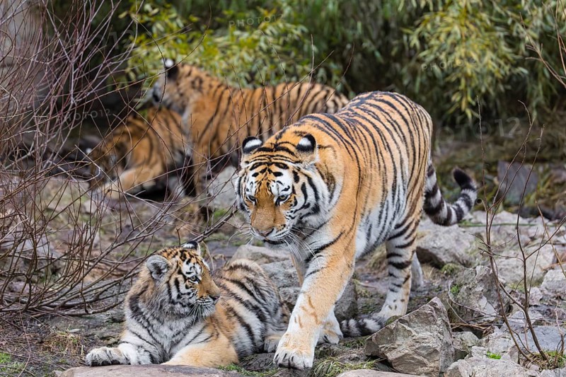 Siberian Tiger Mother with three cubs, Panthera tigris altaica, standing on rocks with green vegetation in the background