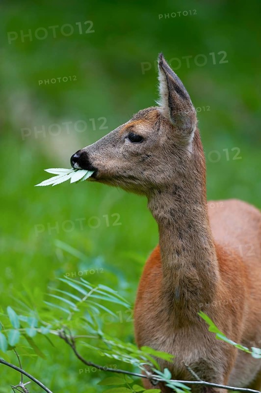 Roe deer (Capreolus capreolus), doe eating leaves of a rowan, mountain ash (Sorbus aucuparia), Germany, Europe