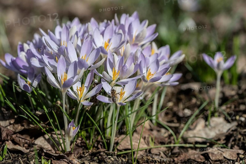 Elfin crocus (Crocus tommasianus), Emsland, Lower Saxony, Germany, Europe