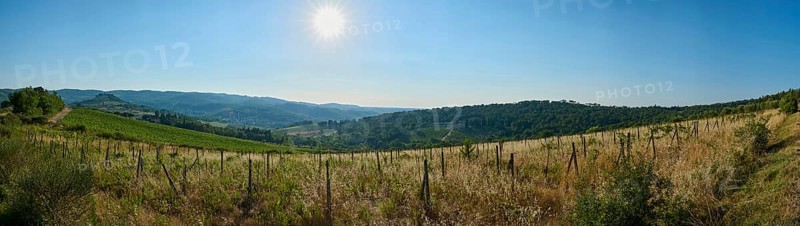Tuscan landscape, country estate with vineyards, forests, olive trees and cypresses in Chianti, Chianti Region, Tuscany, Italy, Europe