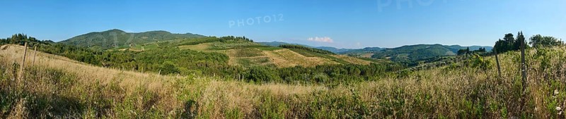 Tuscan landscape, country estate with vineyards, forests, olive trees and cypresses in Chianti, Chianti Region, Tuscany, Italy, Europe