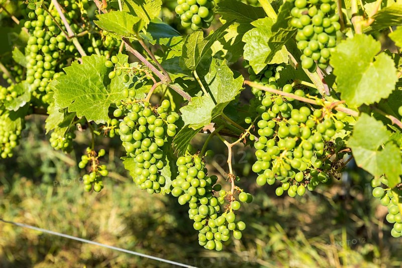 The grapes are growing, Prinz zur Lippe vineyard, Proschwitz, Meissen, Saxony, Germany, Europe