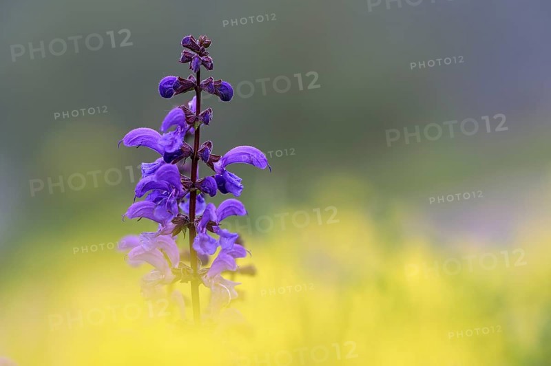 Meadow sage (Salvia pratensis), single flower candle, in yellow field mustard (Sinapis arvensis), Oberhausen, Ruhr area, North Rhine-Westphalia, Germany, Europe
