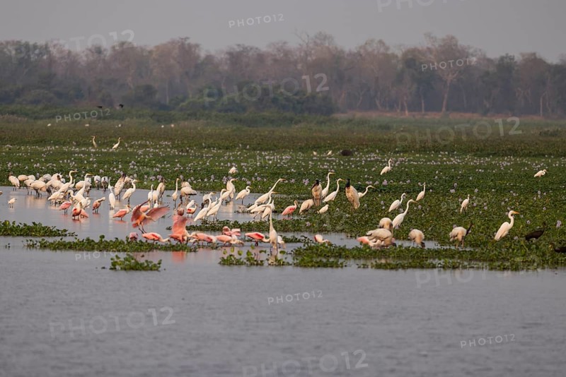 Pantanal water areas, overview with herons and roseate spoonbills (Platalea ajaja), Brazil, South America