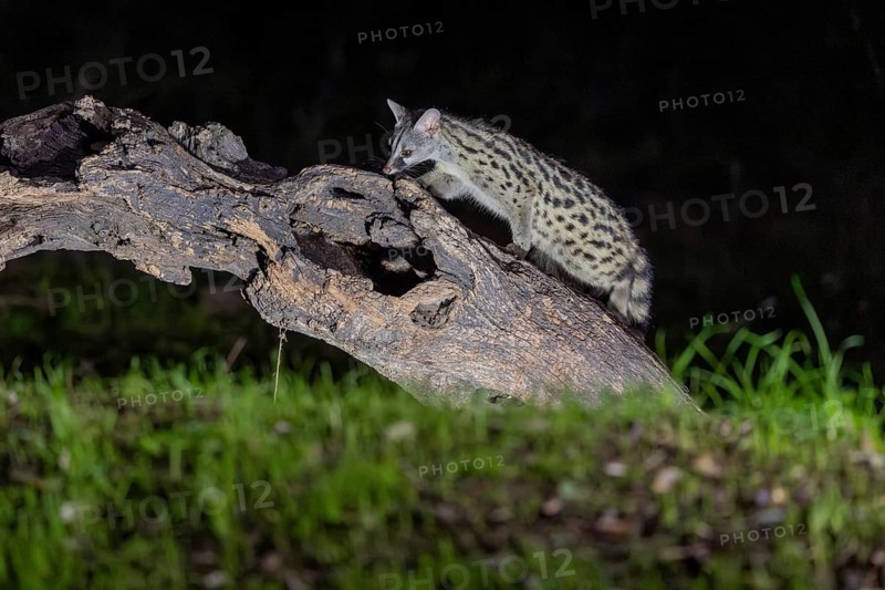 Small spotted genet (Genetta genetta), at night, on a branch, Andalusia, Spain, Europe