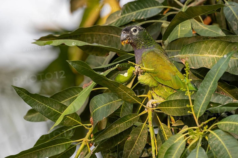 Maximilian parrot (Pionus maximiliani), with fruit, Pantanal, Brazil, South America