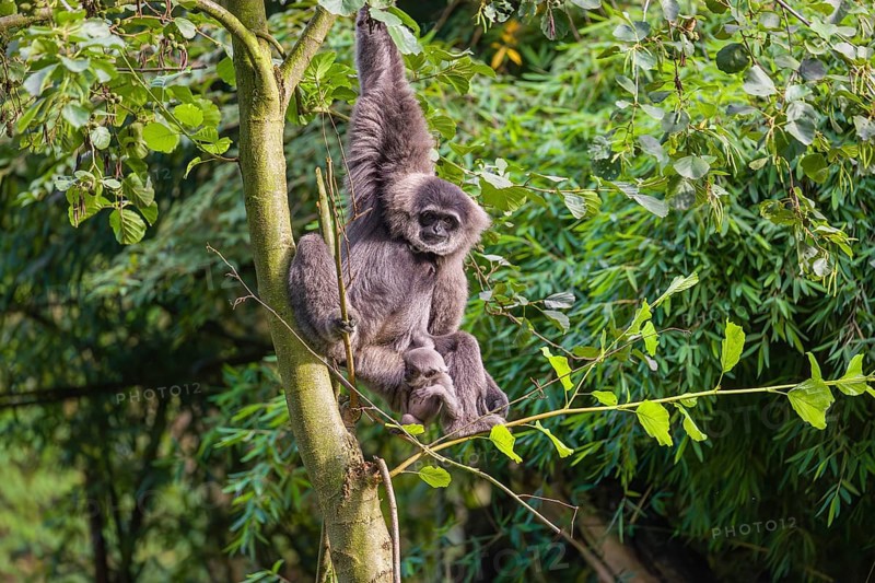 Ein weiblicher Silbergibbon (Hylobates moloch) oder Javagibbon hängt mit seinem Baby im Arm in einem Baum