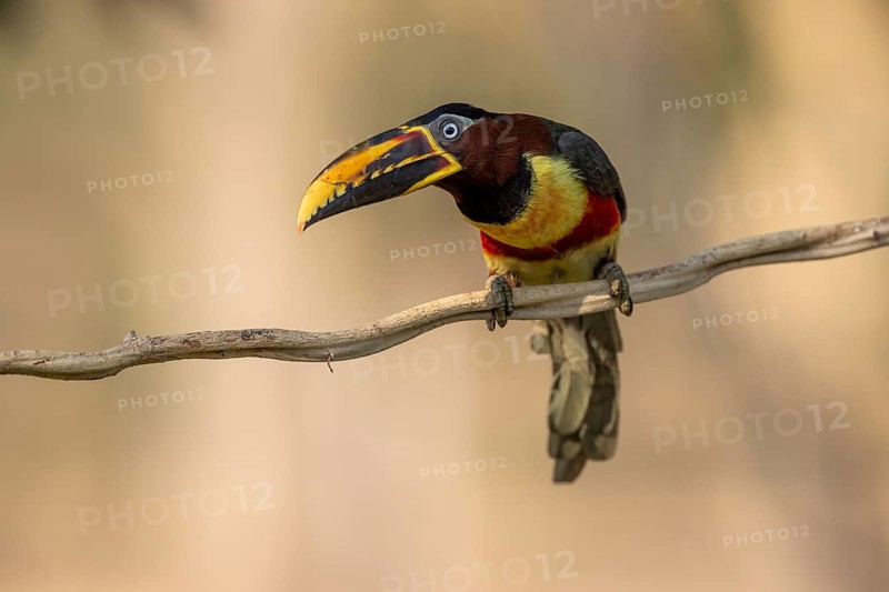 Brown-eared Aracari (Pteroglossus castanotis), on liana, Jaguar Eco Lodge, Pantanal, Brazil, South America