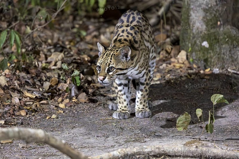 Ocelot (Leopardus pardalis), on the ground, Pantanal, Brazil, South America