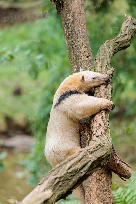 A southern tamandua (Tamandua tetradactyla), climbs up a tree in a forest