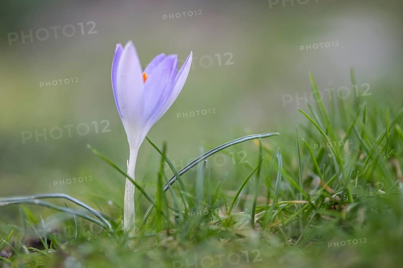 Elfin crocus (Crocus tommasianus), Emsland, Lower Saxony, Germany, Europe