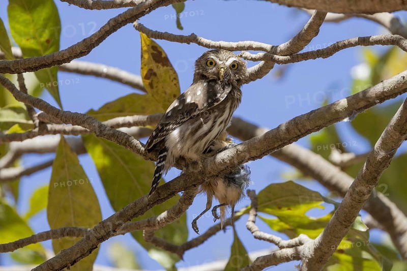 Brazilian Pygmy Owl (Glaucidium brasilianum), with prey, unidentified bird, Pantanal, Brazil, South America