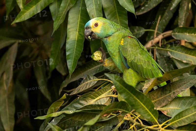 Blue-fronted Amazon (Amazona aestiva), with fruit, Pantanal, Brazil, South America
