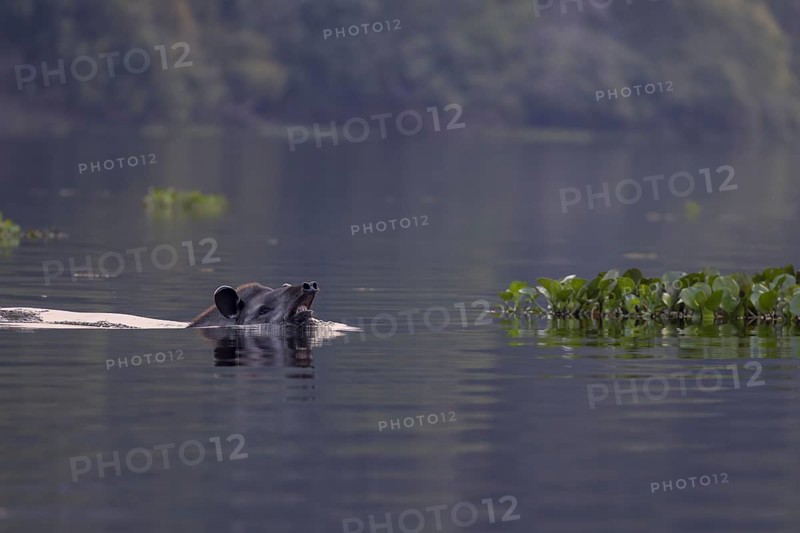 Lowland tapir (Tapirus terrestris), swimming in the river, Rio Claro, Pantanal, Brazil, South America