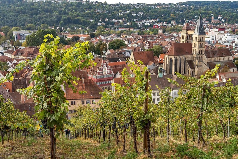 View over a vineyard to Esslingen with the parish church of St Dionys, Esslingen am Neckar, Baden-Württemberg, Germany, Europe