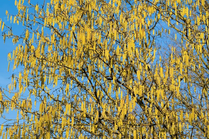 Common hazel (Corylus avellana) also known as hazel bush or hazelnut bush, male, yellow inflorescences, catkins, blue sky, Lower Saxony, Germany, Europe