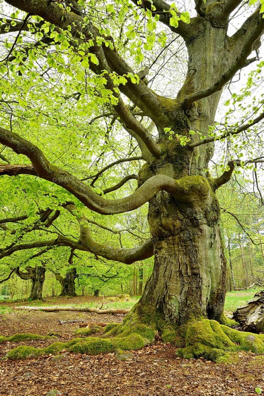 Gnarled old beech trees in the former Hutewald Halloh, Bad Wildungen, Kellerwald, Hesse, Germany, Europe