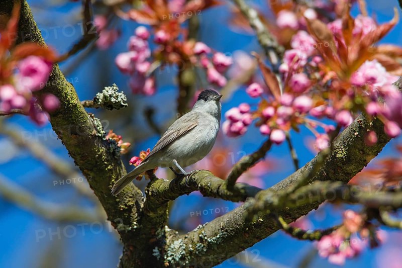 Blackcap (Sylvia atricapilla) adult male, perched in a flowering cherry tree, Hesse, Germany, Europe