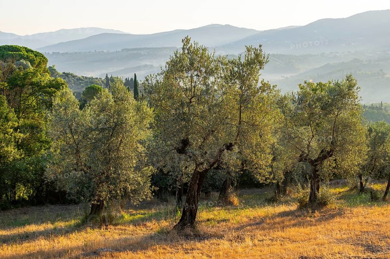 Olive trees growing in the tuscan landscape at sunrise, Chianti Region, Tuscany, Italy, Europe