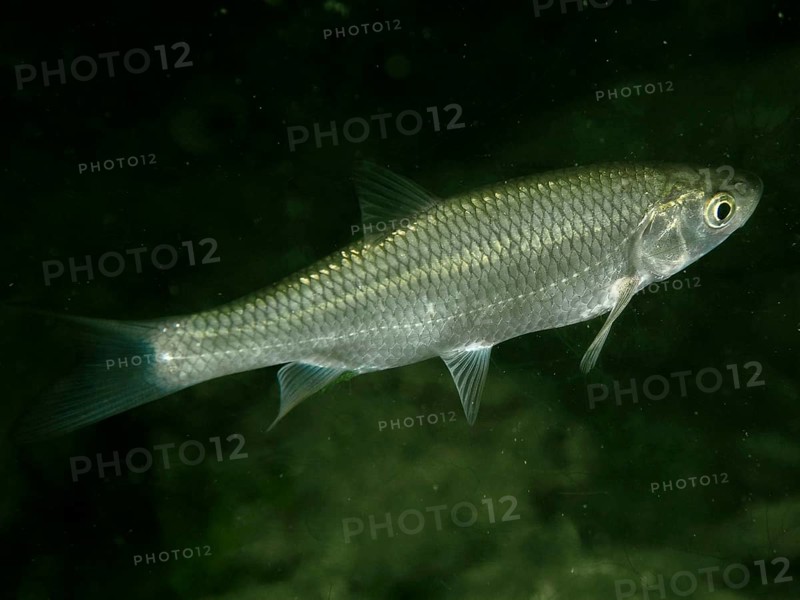 A scaly fish, chub, alet (Leuciscus cephalus), swimming in dark water, dive site Zollbrücke, Rheinau, Canton Zurich, Rhine, High Rhine, Switzerland, Germany, Europe