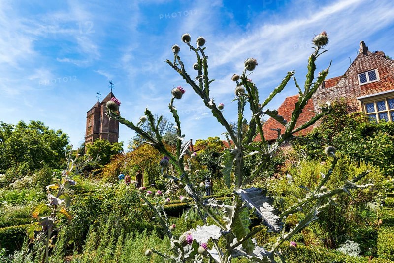 Thistle, garden, Sissinghurst Castle and Garden, Cirrus, Cranbrook, Kent, England, Great Britain