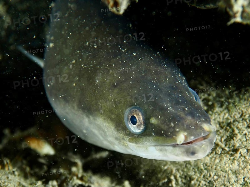 Close-up of a European eel (Anguilla anguilla) on a sandy bottom, dive site Zollbrücke, Rheinau, Canton Zurich, Rhine, High Rhine, Switzerland, Germany, Europe
