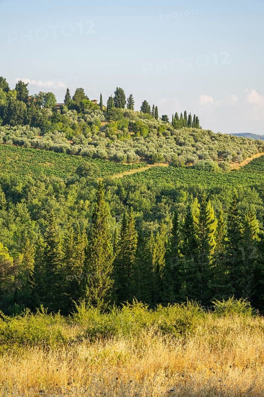 Tuscan landscape, country estate with vineyards, forests, olive trees and cypresses in Chianti, Chianti Region, Tuscany, Italy, Europe