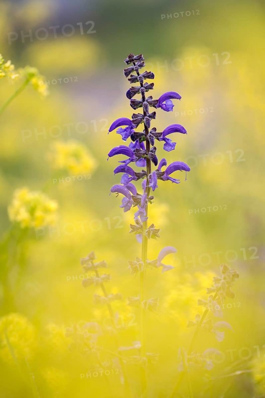 Meadow sage (Salvia pratensis), single flower candle, in yellow field mustard (Sinapis arvensis), Oberhausen, Ruhr area, North Rhine-Westphalia, Germany, Europe