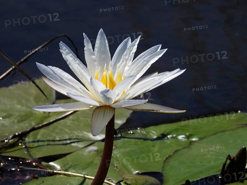 European white water lily with yellow centre on a river with lily pads, Chobe River, Chobe National Park, Botswana, Africa