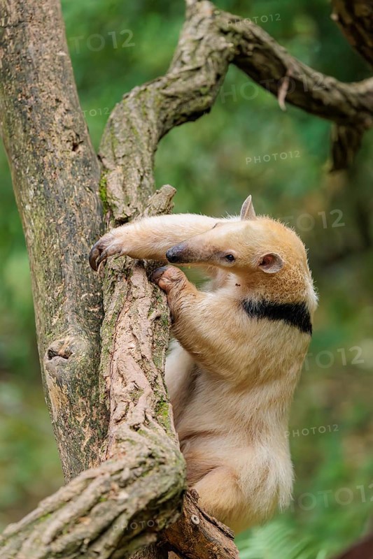 A southern tamandua (Tamandua tetradactyla), climbs up a tree in a forest