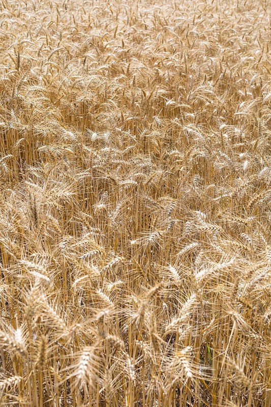 Grain field with ripe ears of wheat (triticum) in front of a blue sky, Riesa, Saxony, Germany, Europe