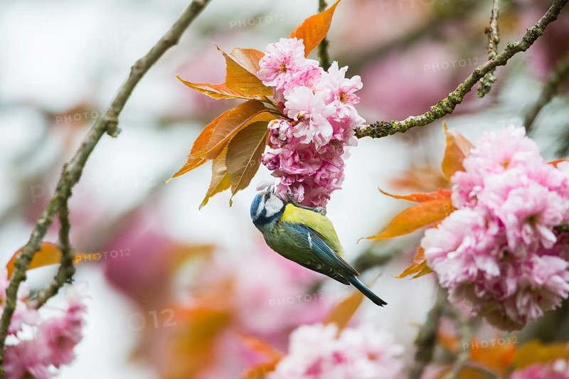 Blue Tit (Cyanistes caeruleus), adult bird perched in a flowering cherry tree, searching for insects, Hesse, Germany, Europe