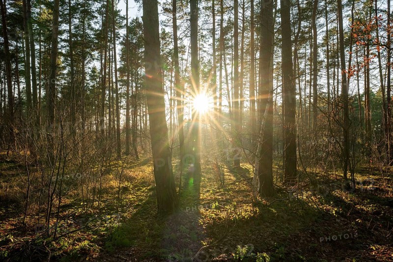 Forest of Scots pines (Pinus sylvestris), sunset, Sonnenstern, Lower Saxony, Germany, Europe