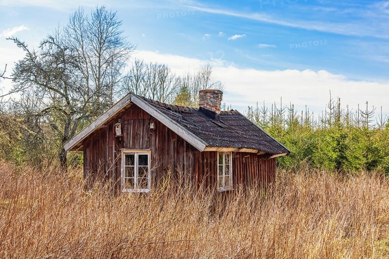 Abandoned old red wooden cottage with an overgrown garden at the edge of the forest a sunny spring day, Sweden, Europe