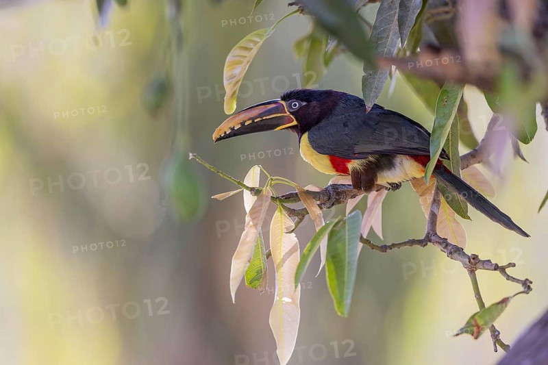 Brown-eared Aracari (Pteroglossus castanotis), between leaves, Pantanal, Brazil, South America