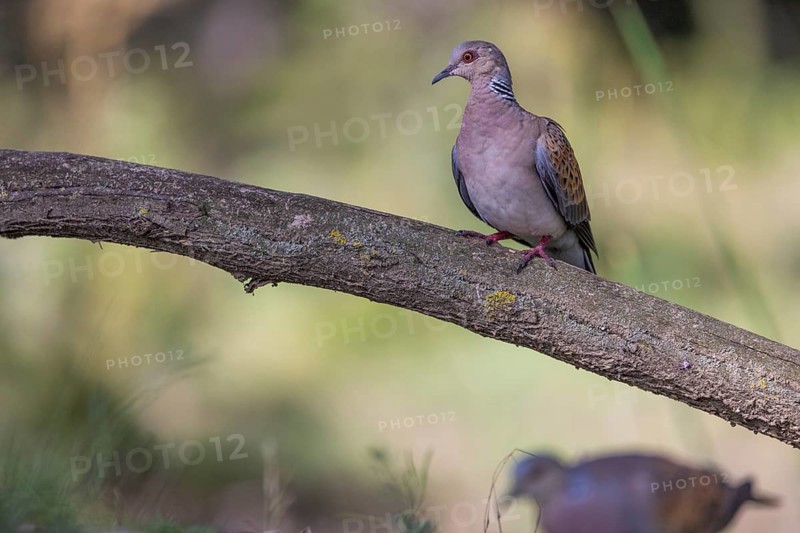 Turtle grape (Streptopelia turtur), on branch, Danube Delta, Romania, Europe